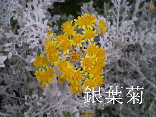 名字中带菊字的人命运