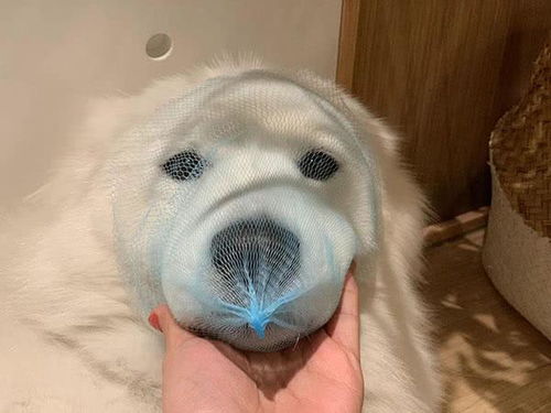 脸软的人命运