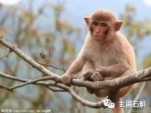 猴骨的人命运