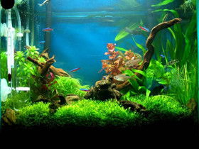 水族箱造景常识
