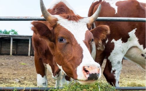 繁殖母牛需要哪些常识