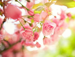 4月11生的人命运如何