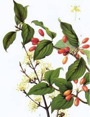 茱萸食谱