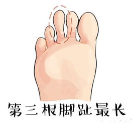 脚趾长度看个人命运