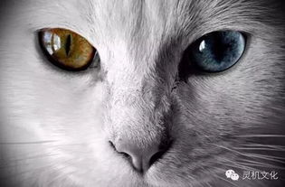 猫眼女人命运