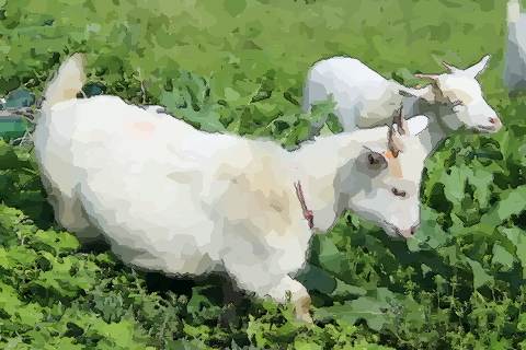 属羊79女人命运如何