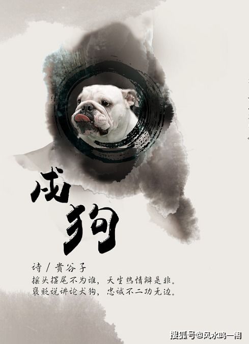 阳历七月属狗的人命运如何