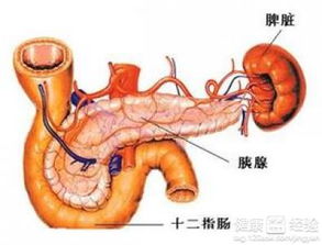 急性胰腺炎恢复期食谱