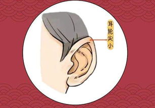耳朵尖小的男人命运