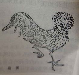 鸡尾狗头的人命运