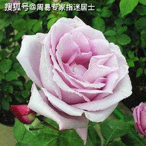 属马农历二十八生人命运