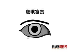 鹰眼的人命运