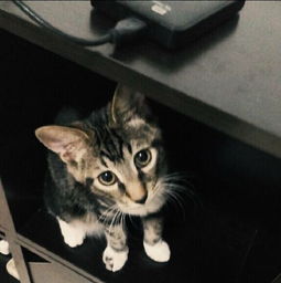 猫缘好的人命运