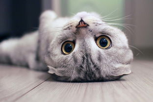 猫咪营养食谱